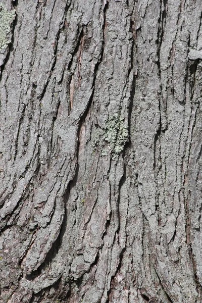 Corteccia sul tronco d'albero — Foto Stock