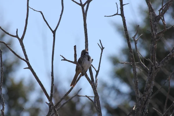 Pássaro na buceta Willow Bush — Fotografia de Stock
