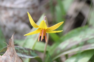 Sarı alabalık lily (Erythronium americanum) 