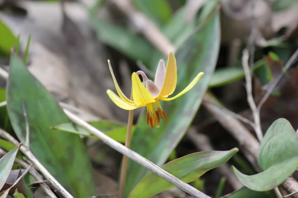 Lírio de truta amarela (Erithronium americanum ) — Fotografia de Stock