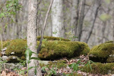 kayaların üzerinde yosun 