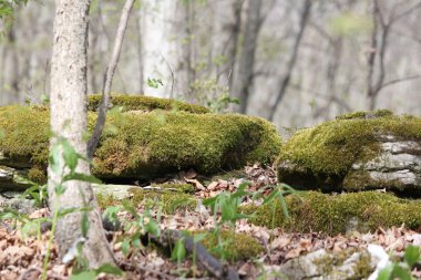 kayaların üzerinde yosun 