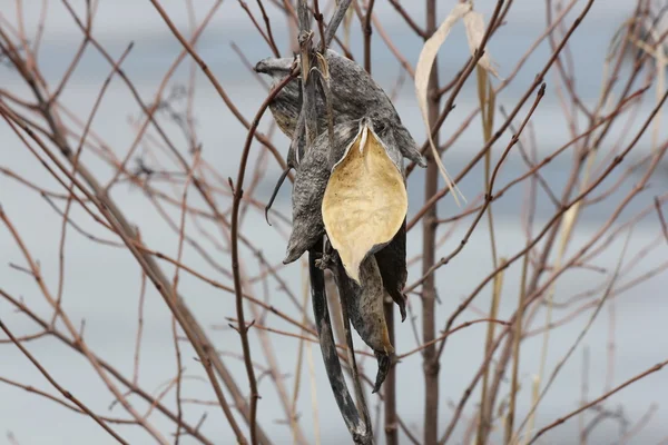 Milkweed Pod invierno —  Fotos de Stock