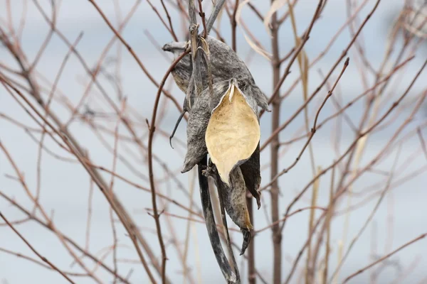 Milkweed Pod invierno —  Fotos de Stock