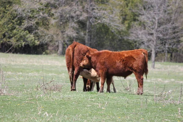 Vaches dans le champ — Photo