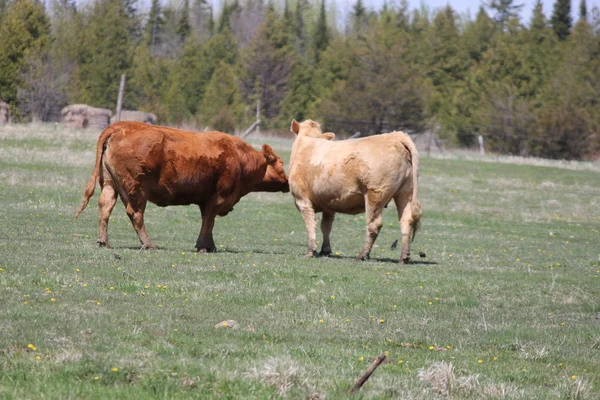 Kühe auf dem Feld — Stockfoto