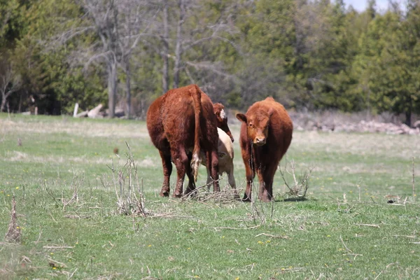 Kühe auf dem Feld — Stockfoto