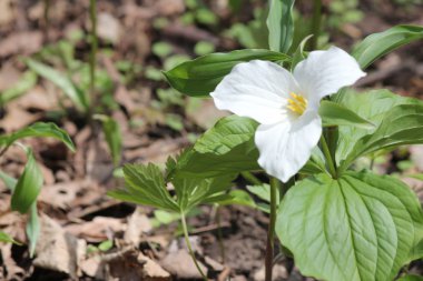 Beyaz Trillium (Trillium grandiflorum) 