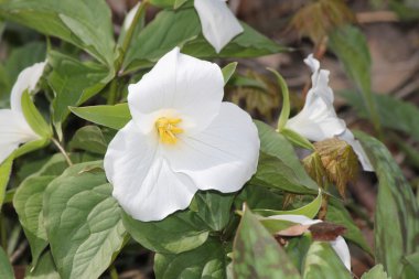 Beyaz Trillium (Trillium grandiflorum) 