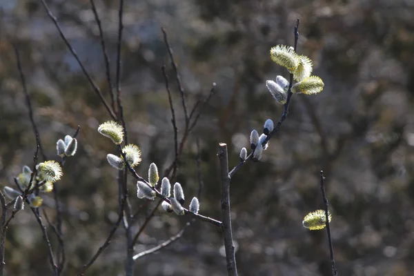 Pussy Willow (Salix vyblednutí) — Stock fotografie