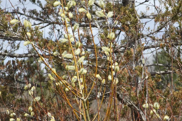 Figa salice (Salix scolorire ) — Foto Stock