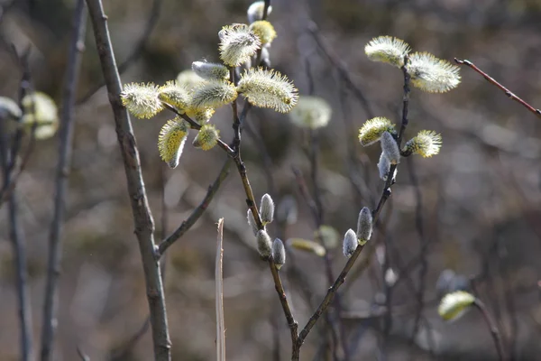 Pussy Willow (Salix vyblednutí) — Stock fotografie