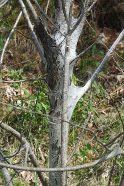 Doğu çadır Caterpillar (Malacosoma americanum)  