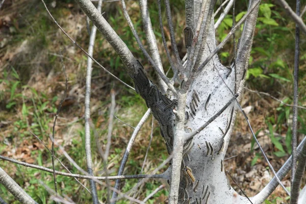 Восточная палатка Caterpillar (Malacosoma americanum ) — стоковое фото