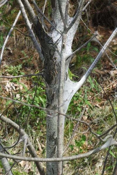 Doğu çadır Caterpillar (Malacosoma americanum)  