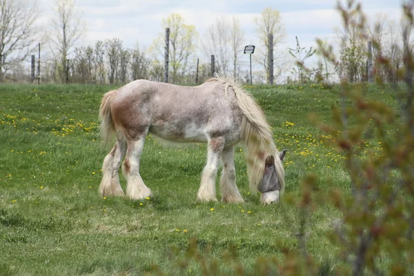 Cheval, Cheveux Longs — Photo