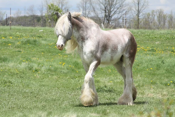 Häst, långt hår — Stockfoto