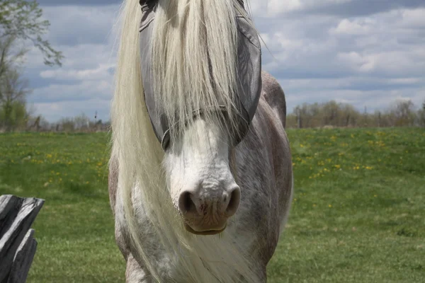 Häst, långt hår — Stockfoto