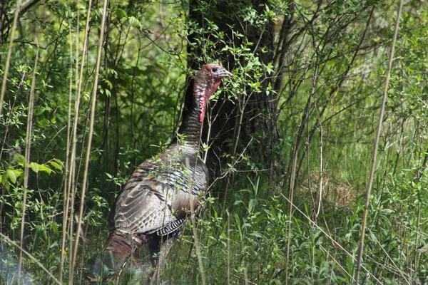 Wild Turkey in Bush — Stock Photo, Image