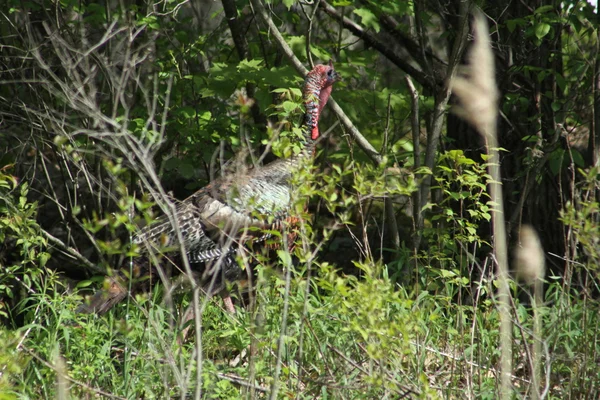 Wild Turkey in Bush — Stock Photo, Image