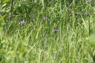 Mavi bayrak (yaban) Iris (versicolor Iris)