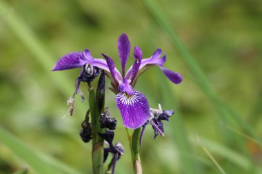 Mavi bayrak (yaban) Iris (versicolor Iris)
