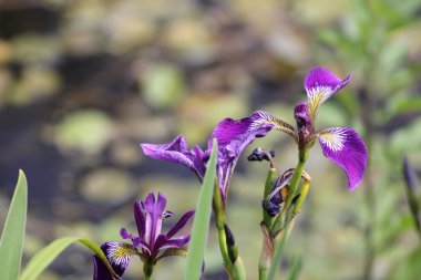 Mavi bayrak (yaban) Iris (versicolor Iris)