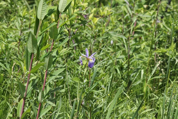 Mavi bayrak (yaban) Iris (versicolor Iris) — Stok fotoğraf