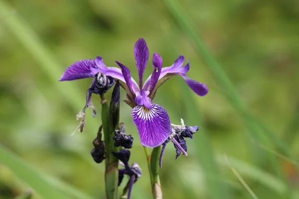 Blue Flag (Wild) Iris (Iris versicolor) — Stock Photo, Image