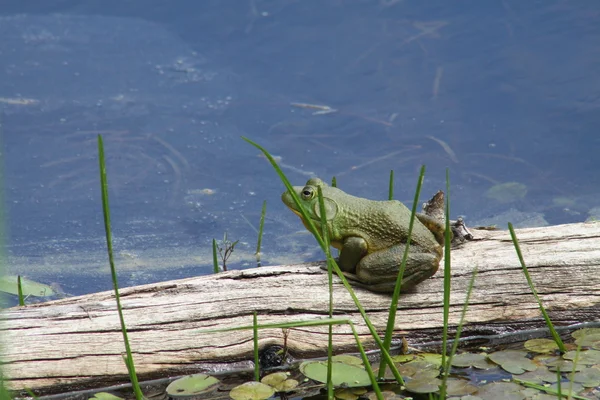 Kurbağa (Amerikan) oturum — Stok fotoğraf
