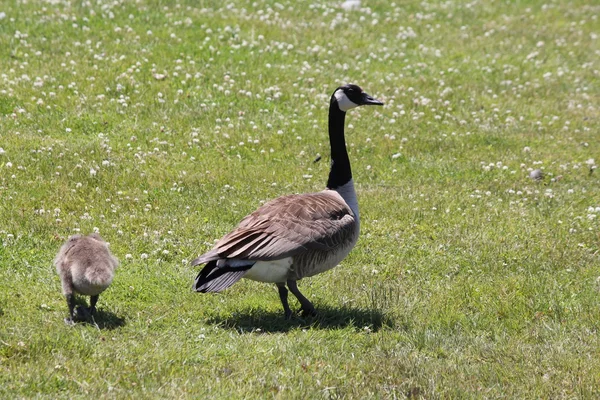 Canada Goose and Gosling — Stock Photo, Image