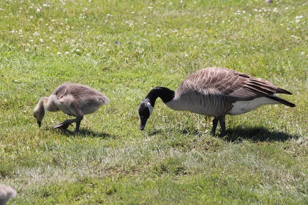 Ganso do Canadá e Gosling — Fotografia de Stock