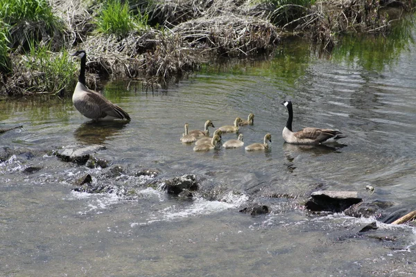 Canada Geese and Goslings (Branta canadensis) — Stock Photo, Image