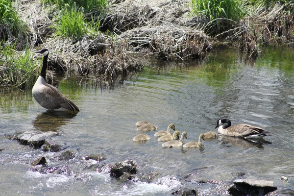 Gansos e Goslings do Canadá (Branta canadensis ) — Fotografia de Stock