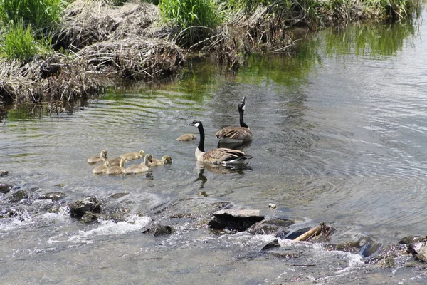 Gęsi Kanada oraz pisklęta gęsie (Branta canadensis) — Zdjęcie stockowe