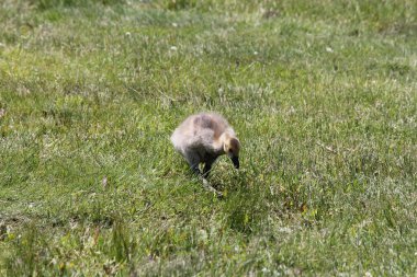 Kuşlar (Kanada kazları)