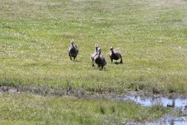 Kuşlar (Kanada kazları)