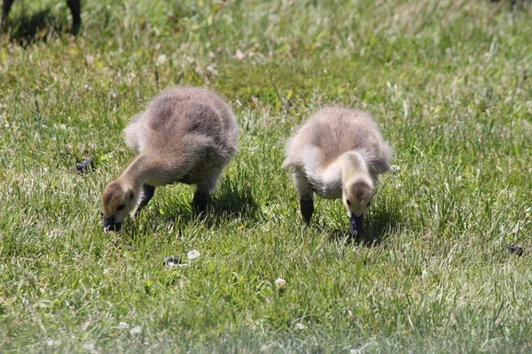 Goslings (Canada Geese) — Stock Photo, Image