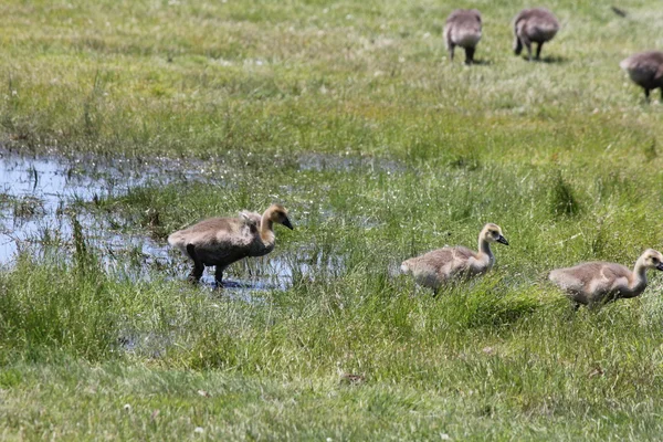 Goslings (Gansos de Canadá) ) — Foto de Stock