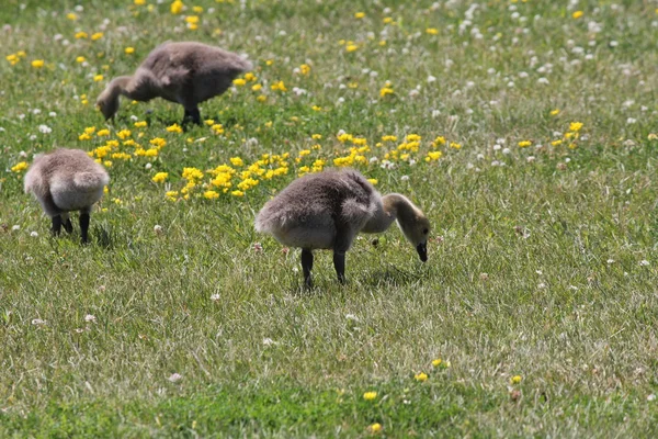 Goslings (Gansos do Canadá ) — Fotografia de Stock