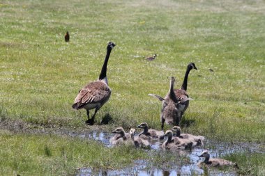 Kanada kazlar ve kuşlar