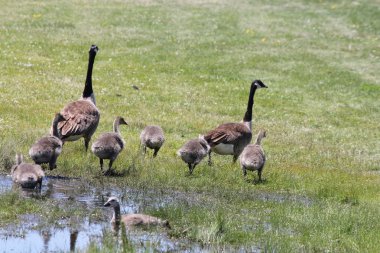 Kanada kazlar ve kuşlar