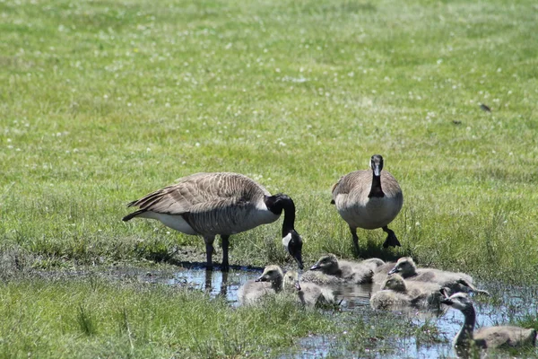 Canada Geese & Goslings — Stock Photo, Image