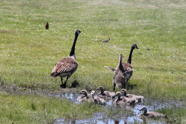 Gansos de Canadá & Goslings — Foto de Stock