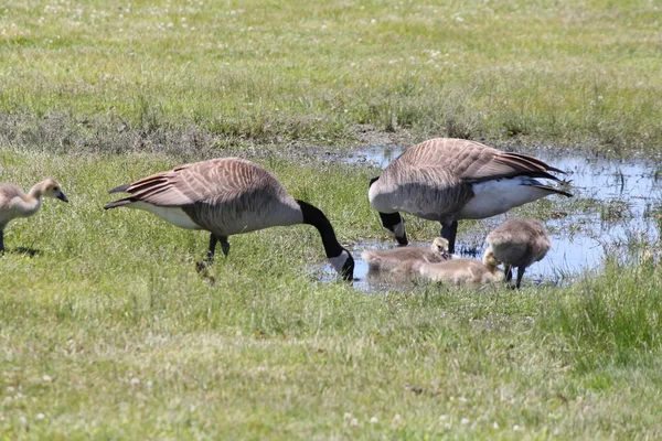 Gansos de Canadá & Goslings — Foto de Stock