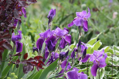 Mavi bayrak Iris (versicolor Iris)