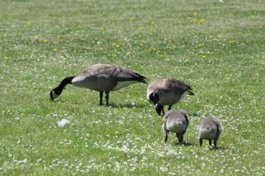 Kanada kazlar ve kuşlar
