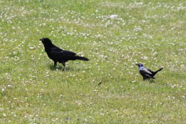 Karga, Amerikan (Corvus brachyrhynchos) ve Grackle