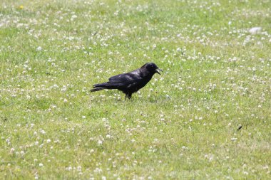 Karga, Amerikan (Corvus brachyrhynchos)