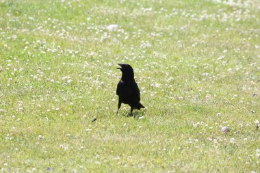 Karga, Amerikan (Corvus brachyrhynchos)